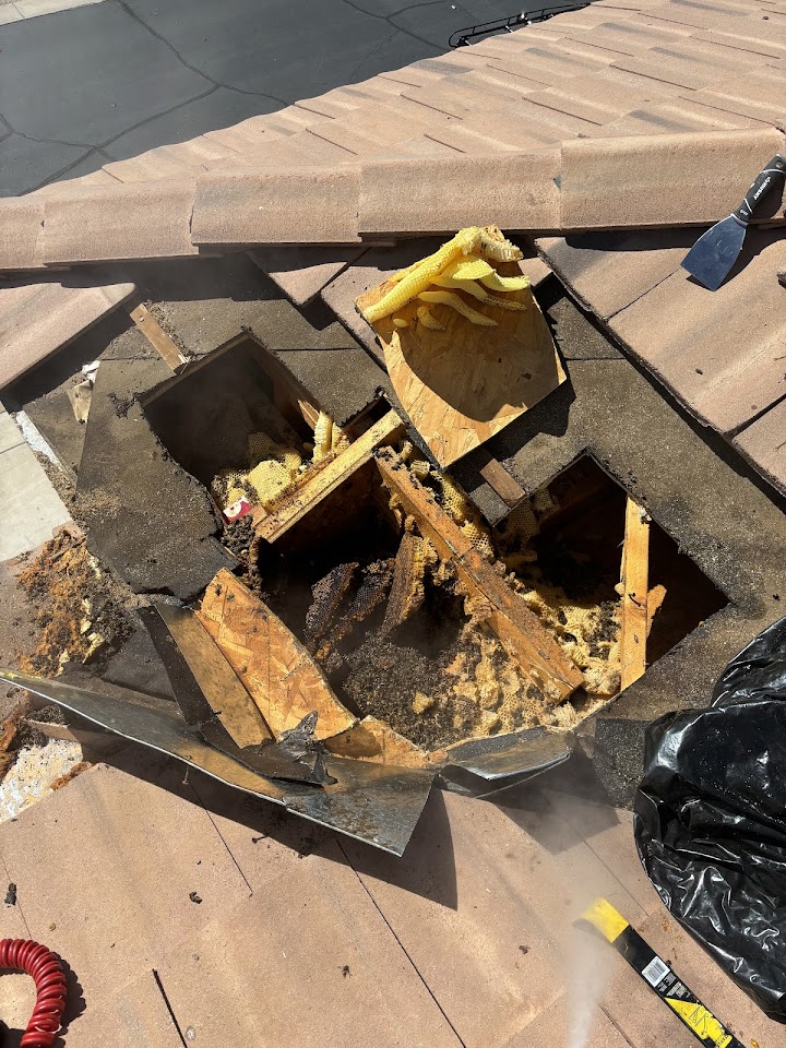 Arizona Professional Bee Removal project