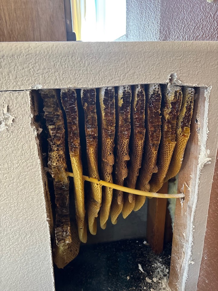 Arizona Professional Bee Removal project