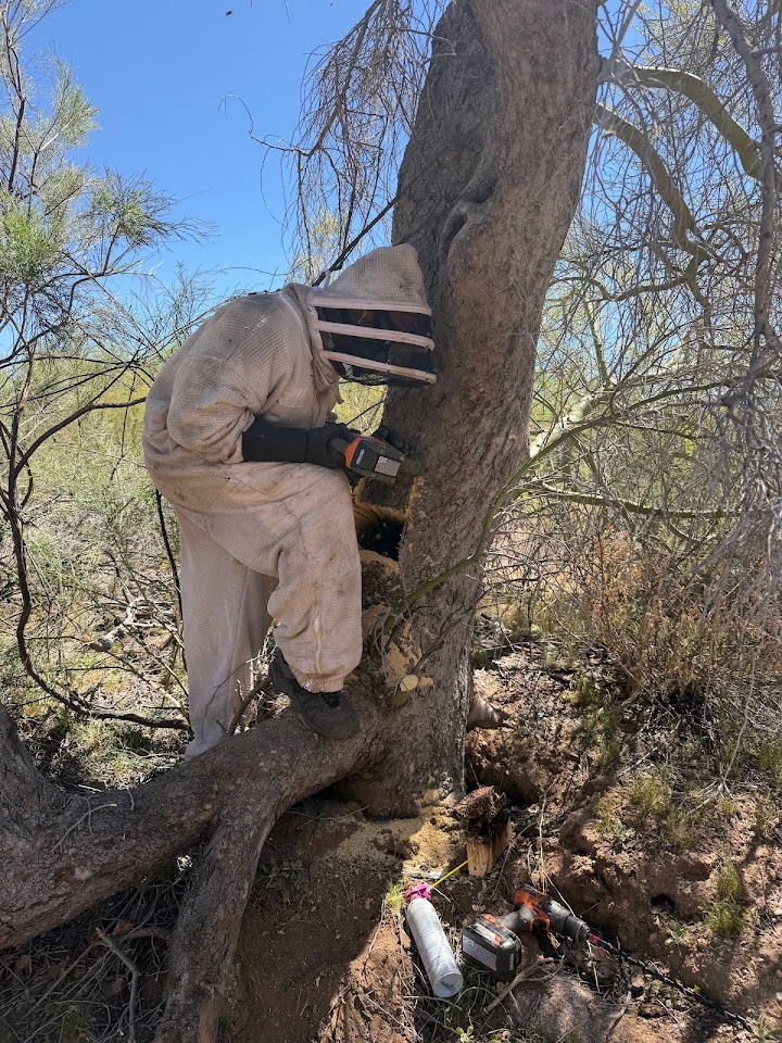 Arizona Professional Bee Removal project